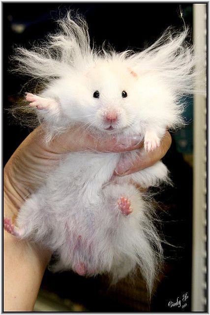 Name:  Hamster_Hair.jpg
Views: 326
Size:  51.9 KB