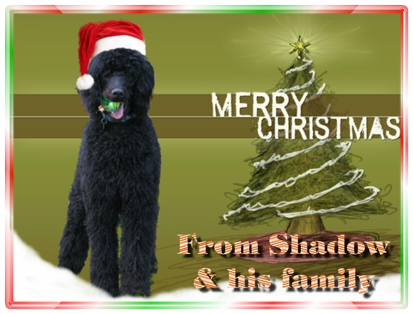Name:  shadow-christmas-card-3.jpg
Views: 34906
Size:  291.5 KB