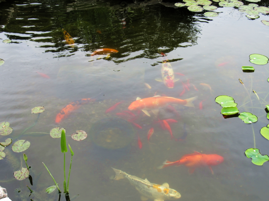Name:  pond-fish.jpg
Views: 20340
Size:  648.7 KB