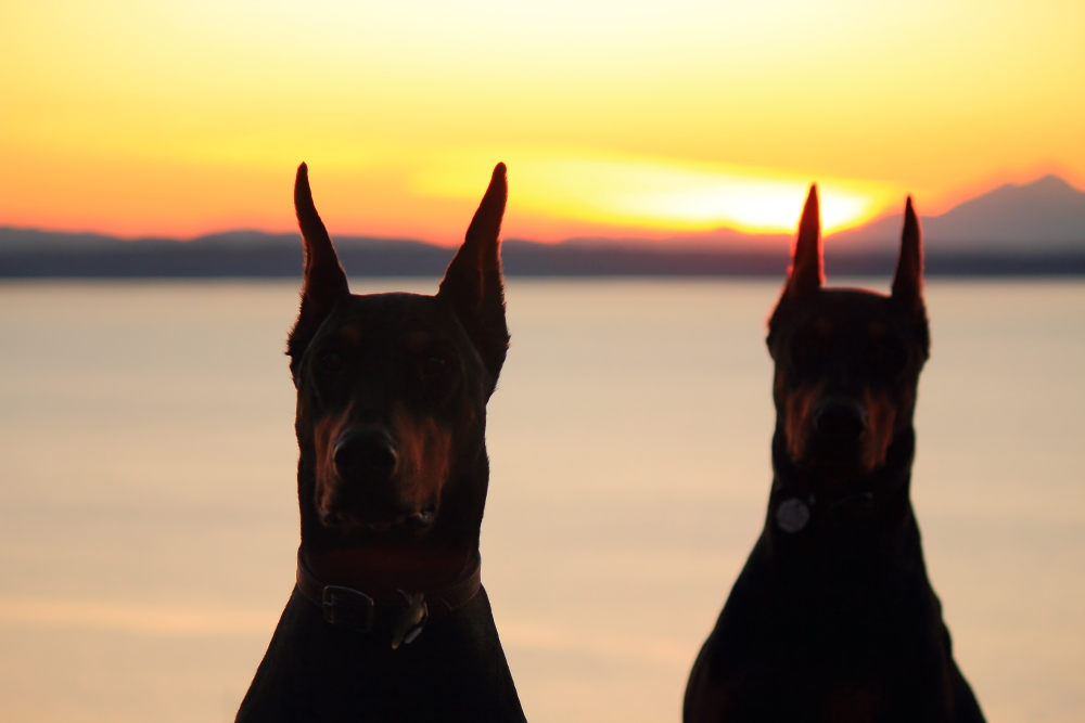 Name:  Dogs sunset.JPG
Views: 3727
Size:  335.8 KB