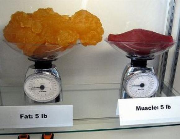 Name:  Fat and muscle..jpg
Views: 3443
Size:  27.6 KB