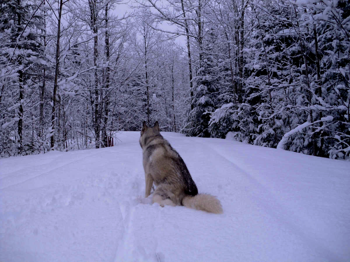 Name:  Snow dog. (1).jpg
Views: 1993
Size:  424.9 KB