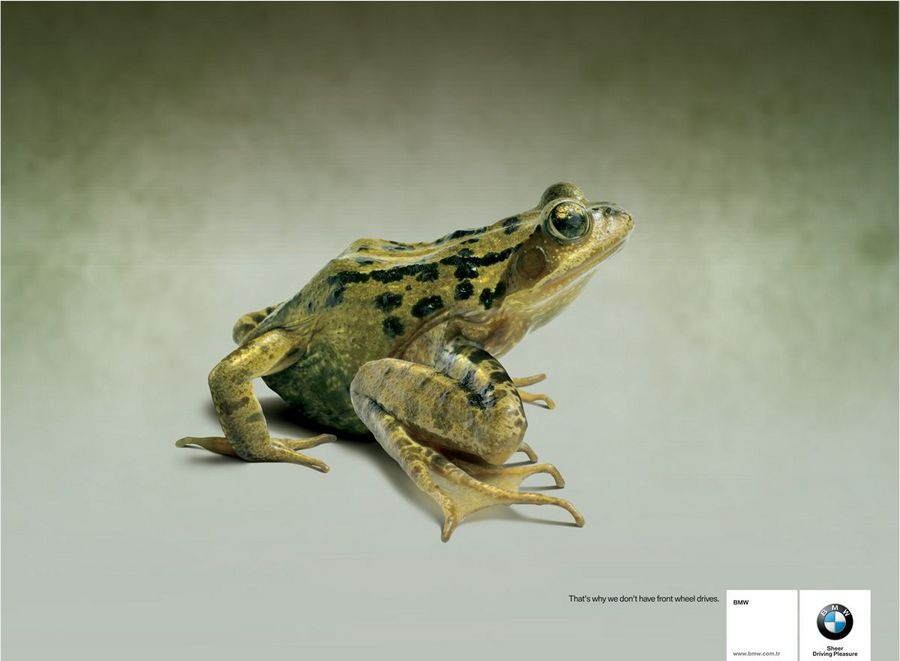 Name:  frog.jpg
Views: 4150
Size:  45.8 KB